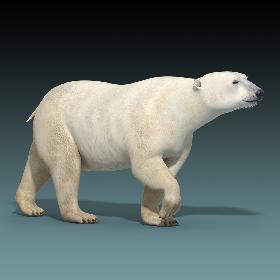 Polar Bear(RIGGED)